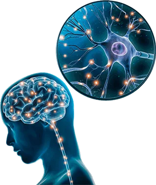 brain